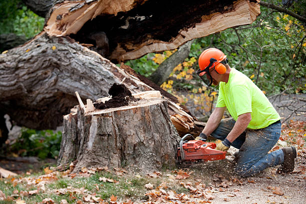  , WA Tree Services Pros